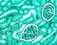 Merck 107961 Entellan Mikroskopi için Yeni Hızlı Montaj Ortamı CE 500 ml.