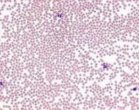 Merck 109278 Wright's Eosin Metilen Mavisi mikroskopi için CE 25 gr.